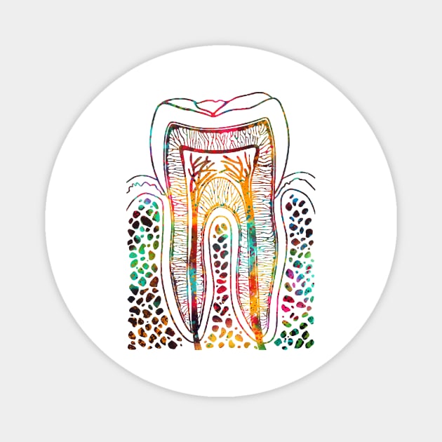 Tooth Structure Magnet by erzebeth